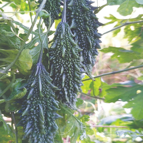 F1 HYBRID BITTER GOURD RADHA SMALL SEGMENT